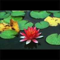 Lotus / @